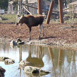 202503 - Moose (juvenile)