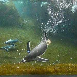 202503 - Gentoo penguin