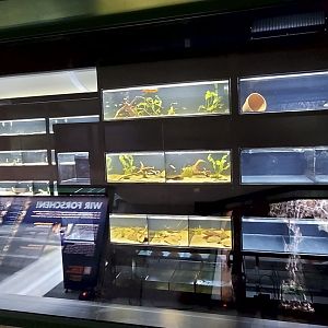 Exotarium - research station on breeding critically endangered Madagascan fishes