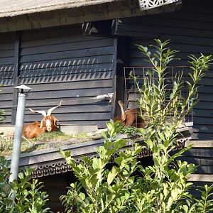 202503 - Goats on the roof, near the Canadian Wolves