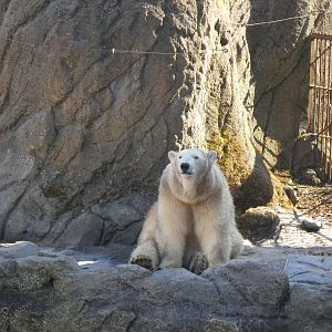 202503 - Polar bear