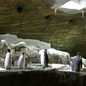 202503 - King penguins