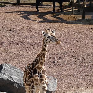 202503 - Northern giraffe (juvenile)