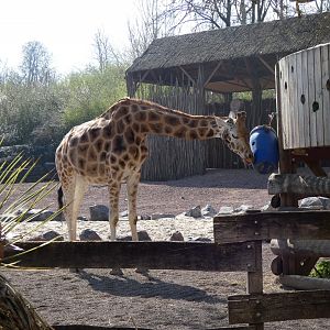 202503 - Northern giraffe