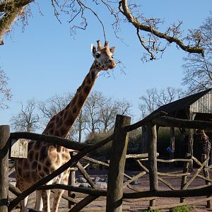 202503 - Northern giraffe