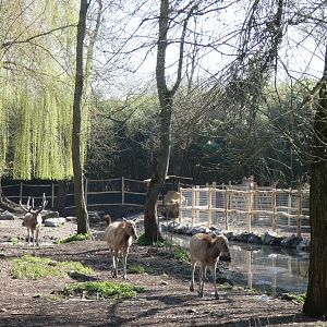 202503 - Père David's deer