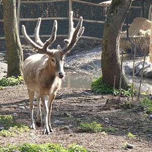 202503 - Père David's deer (male)