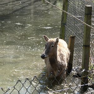202503 - Père David's deer (female)