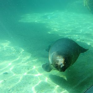 202503 - Brown fur seal