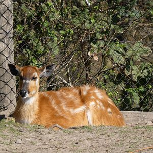 202503 - Sitatunga