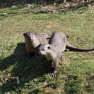 202503 - Smooth coated otter