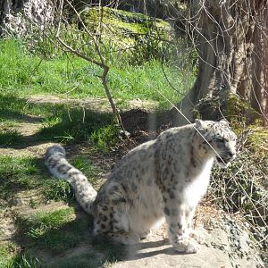202503 - Snow leopard