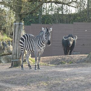 202503 - Plains zebra and african buffalo