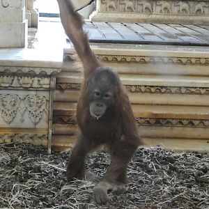 202503 - Sumatran Orang utan (juvenile)