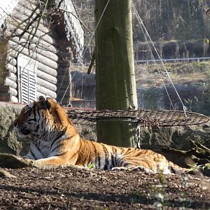 202503 - Siberian tiger