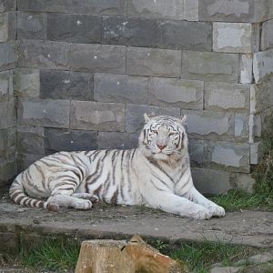 202503 - White siberian tiger