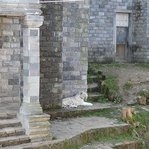 202503 - White siberian tiger