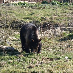 202503 - Black bear
