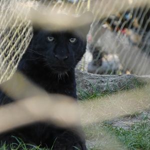 202503 - Black panther