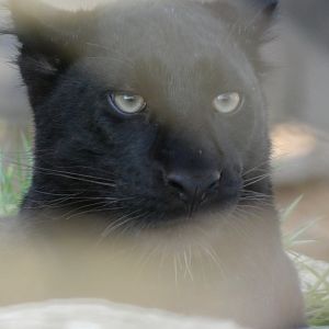 202503 - Black panther