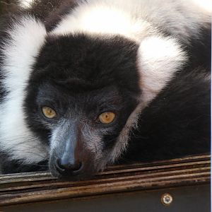 202503 - Black and white ruffed lemur