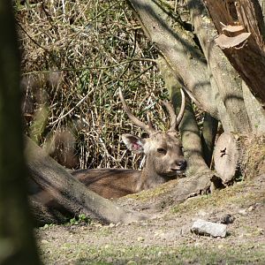 202503 - Indian hog deer