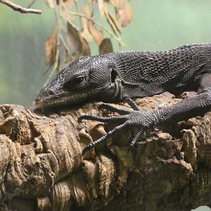 Black tree monitor