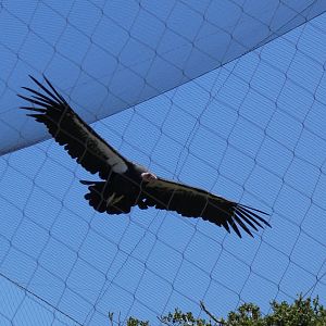 California condor