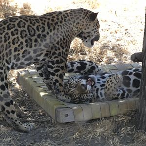 Jaguars playing "Lucha and Emma"