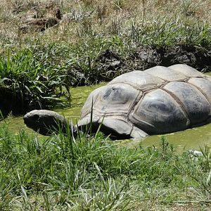 Aldabra Giant tortoise