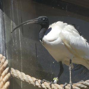 Malagasy sacred ibis