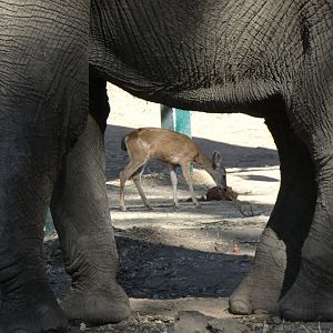 Columbian black-tailed deer (Wild)