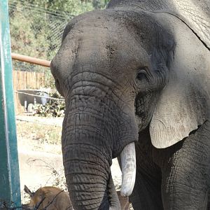 African bush elephant "Osh"