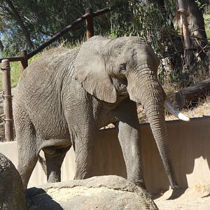 African bush elephant "Osh"