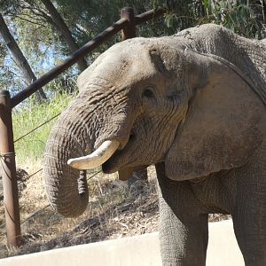 African bush elephant "Osh"