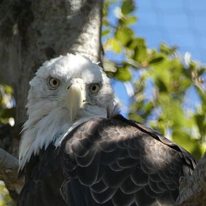 Bald eagle