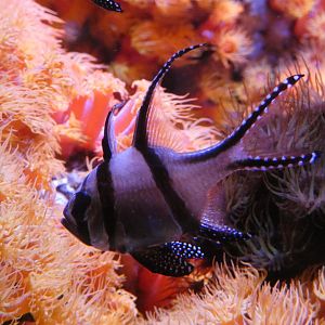 Bangai cardinalfish