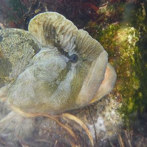 Monkeyface prickleback