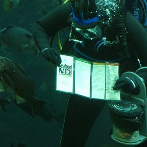 Seafood watch