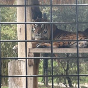 Zambi Wildlife Retreat - Zoran the Tiger