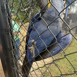 Zambi Wildlife Retreat - Rio the Hyacinth Macaw