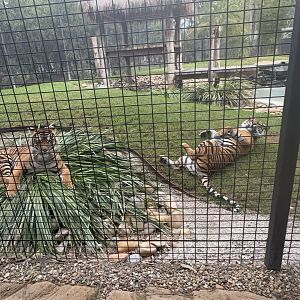 Zambi Wildlife Retreat - Mila and Meilah