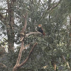 Zambi Wildlife Retreat - Red Panda