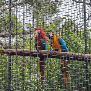 Zambi Wildlife Retreat - Macaws
