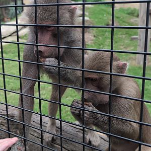 Zambi Wildlife Retreat - Baboon Feeding