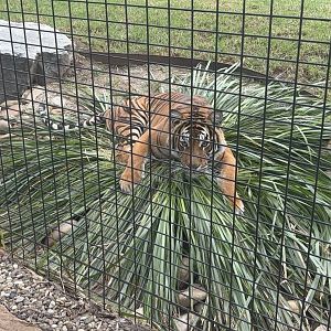 Zambi Wildlife Retreat - Mila on the 'tigers sofa'