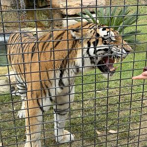 Zambi Wildlife Retreat - Nika the Tigeress