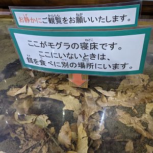 Japanese Mole (Mogera wogura)