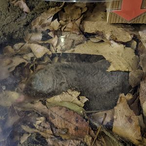 Japanese Mole (Mogera wogura)
