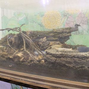 Ezo Least Shrew (Sorex minutissimus hawkeri)